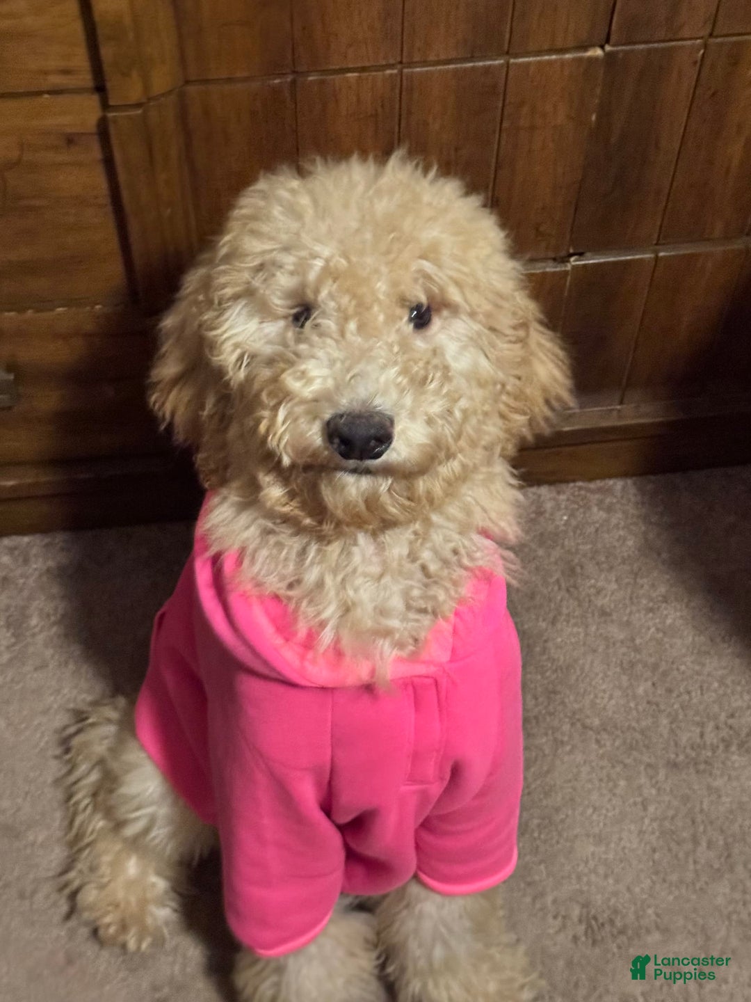Goldendoodle dogs for sale: Multigenerational Mini Goldendoodles - Image 13