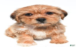 Shorkie dogs for sale: Wonder - Image 4