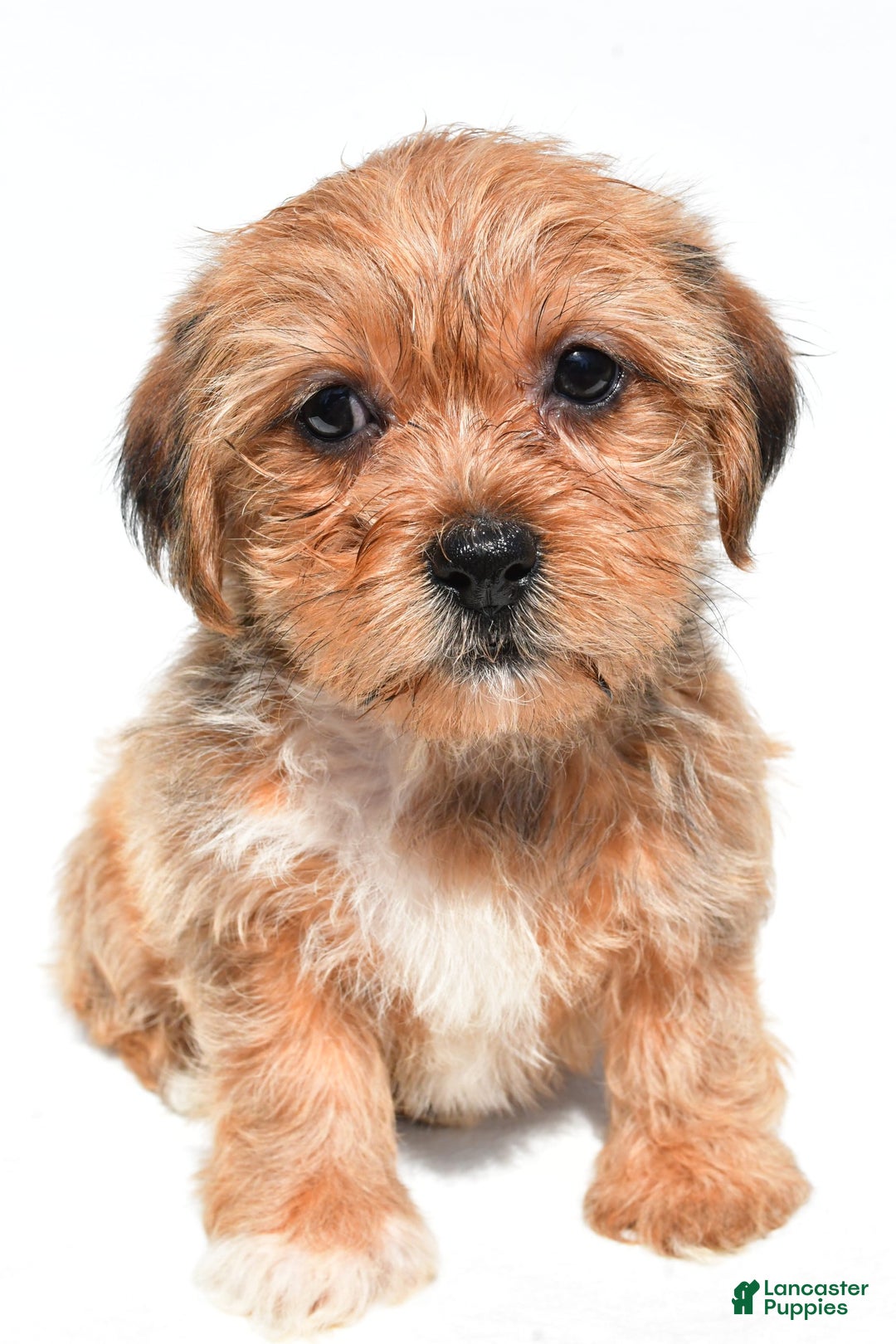 Shorkie dogs for sale: Wonder - Image 4