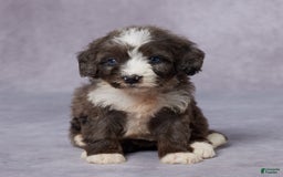 Mini Bernedoodle dogs for sale: Carly - Image 1