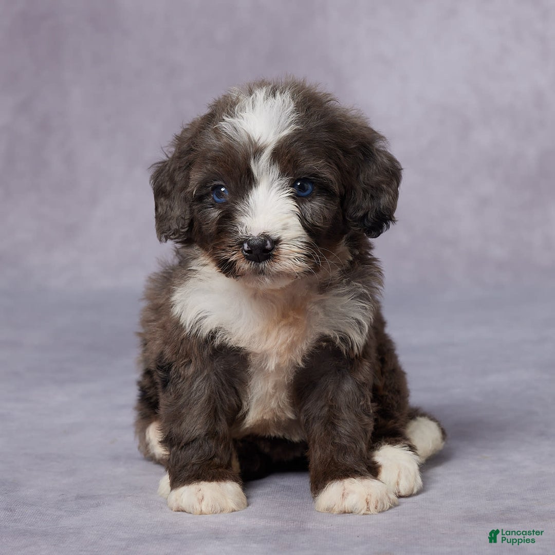 Mini Bernedoodle dogs for sale: Carly - Image 1