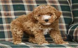 Cavapoo dogs for sale: Finny - Image 2