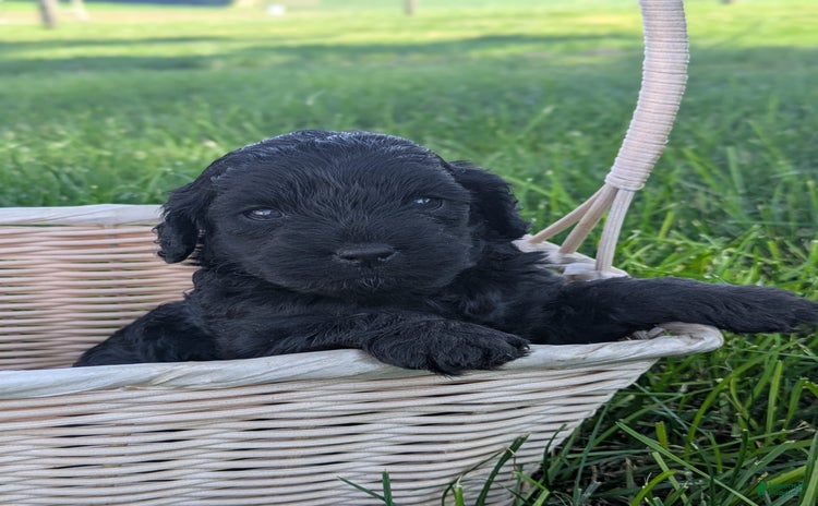 Cockapoo dogs for sale - Ad 4
