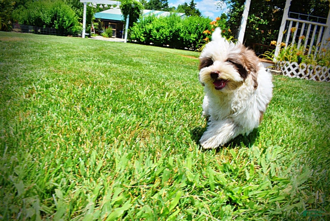 Havapoo dogs for sale: Vixen - Image 3