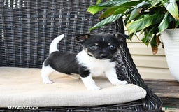 Pomeranian dogs for sale: Ninja - Image 3
