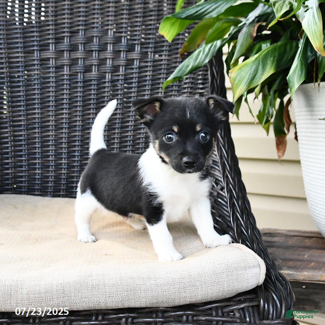 Pomeranian dogs for sale: Ninja - Image 3