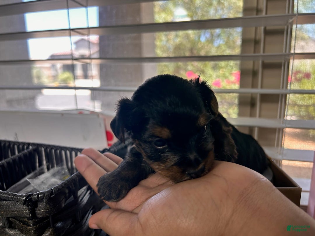 Yorkshire Terrier dogs for sale: Duke - Image 3