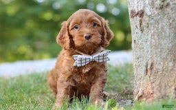 Cockapoo dogs for sale: Percy - Image 6