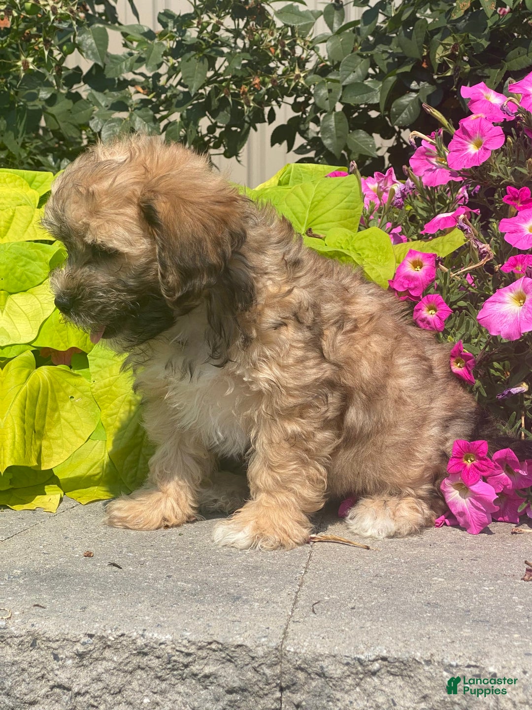 Lhasapoo dogs for sale: Jasper - Image 6
