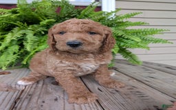 Goldendoodle dogs for sale: Maggie - Image 5