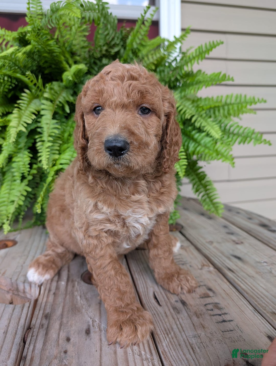 Goldendoodle dogs for sale: Maggie - Image 5