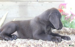 Labrador Retriever dogs for sale: Buckshot - Image 6
