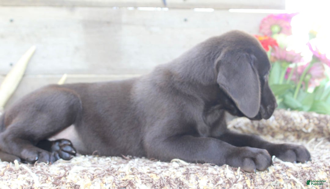 Labrador Retriever dogs for sale: Buckshot - Image 6