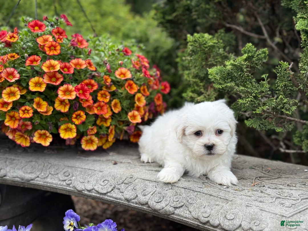 Teddy Bear dogs for sale: Rhyme - Image 1