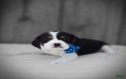 Beaglier dogs for sale: Benny - Image 10