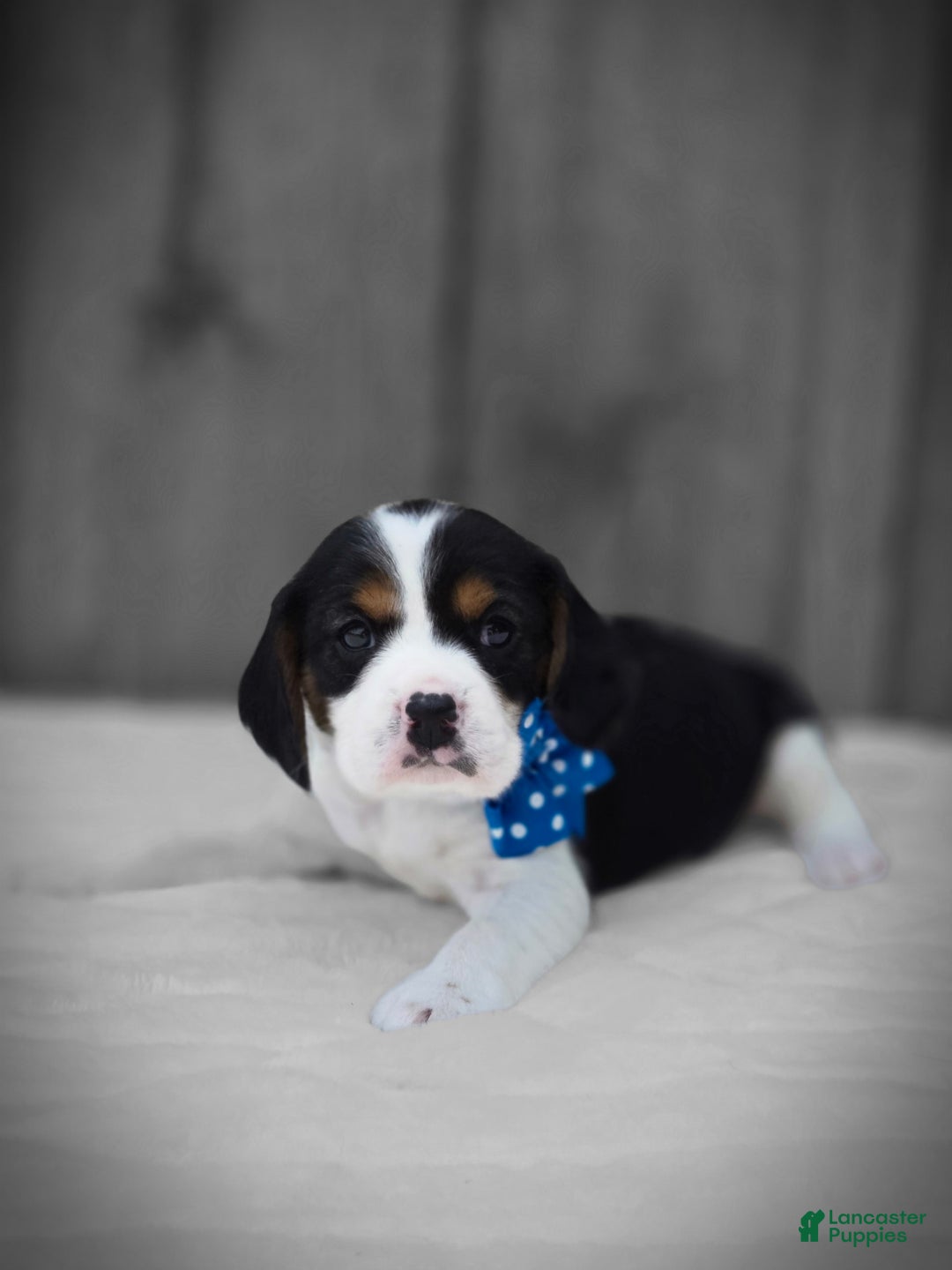Beaglier dogs for sale: Benny - Image 10