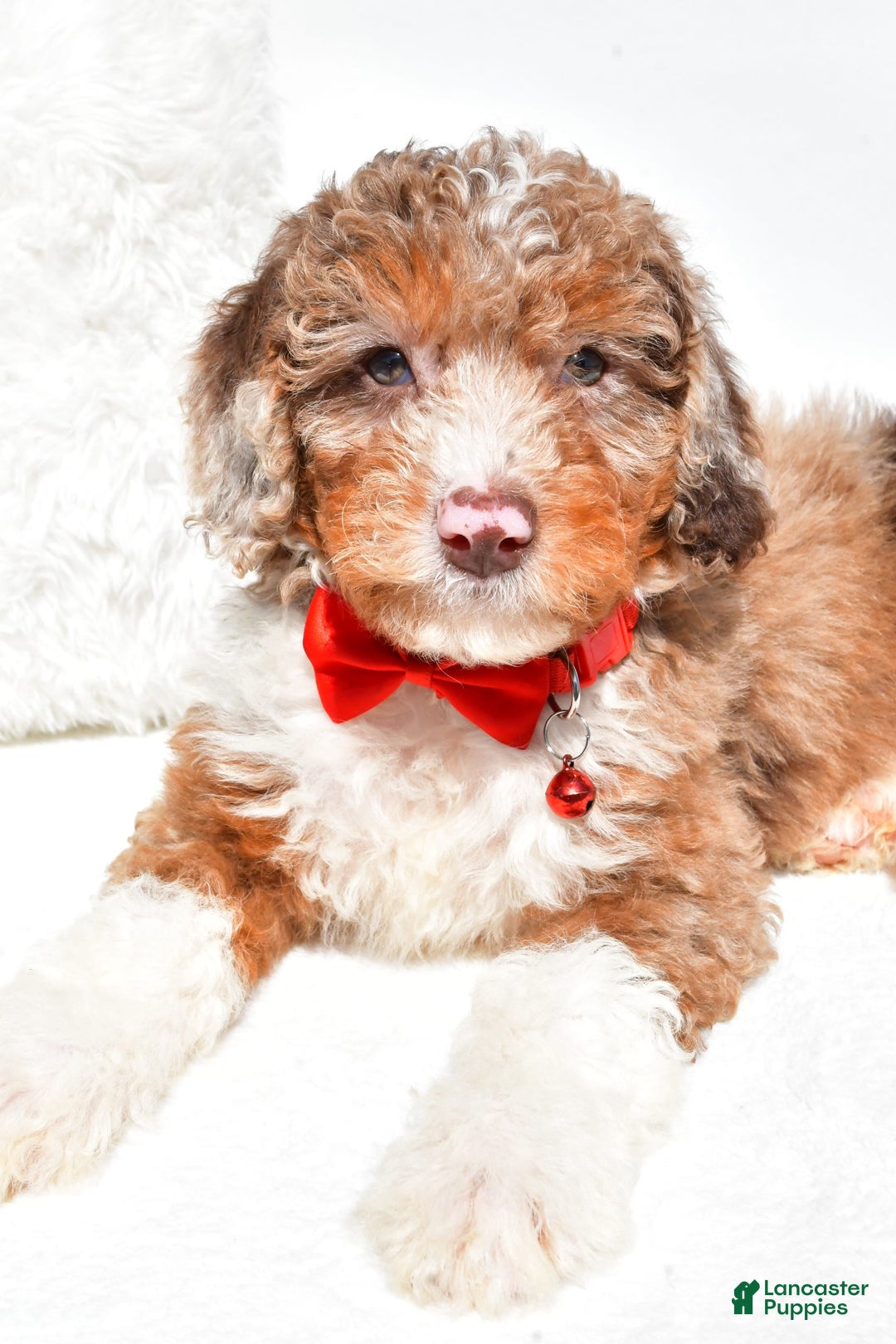 Mini Aussiedoodle dogs for sale: Emma - Image 6