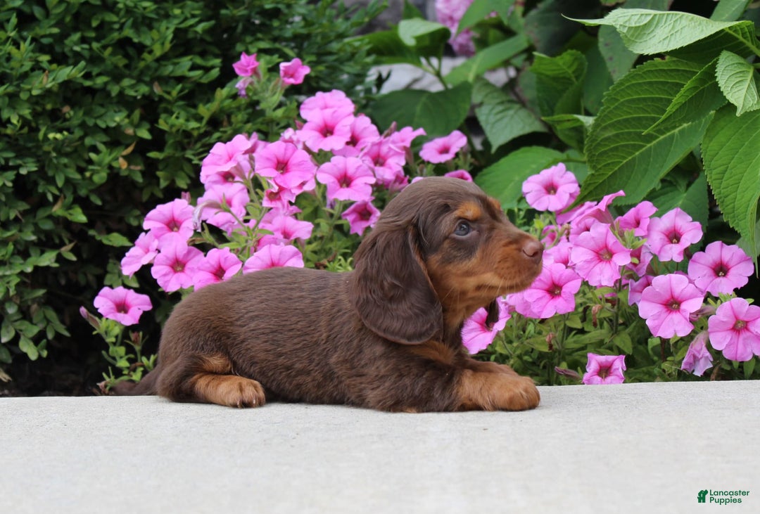 Dachshund dogs for sale: Princess - Image 12