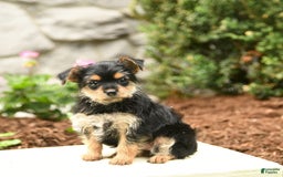 Yorkshire Terrier dogs for sale: Rose - Image 6