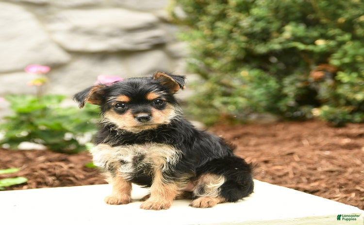 Yorkshire Terrier dogs for sale - Ad 1
