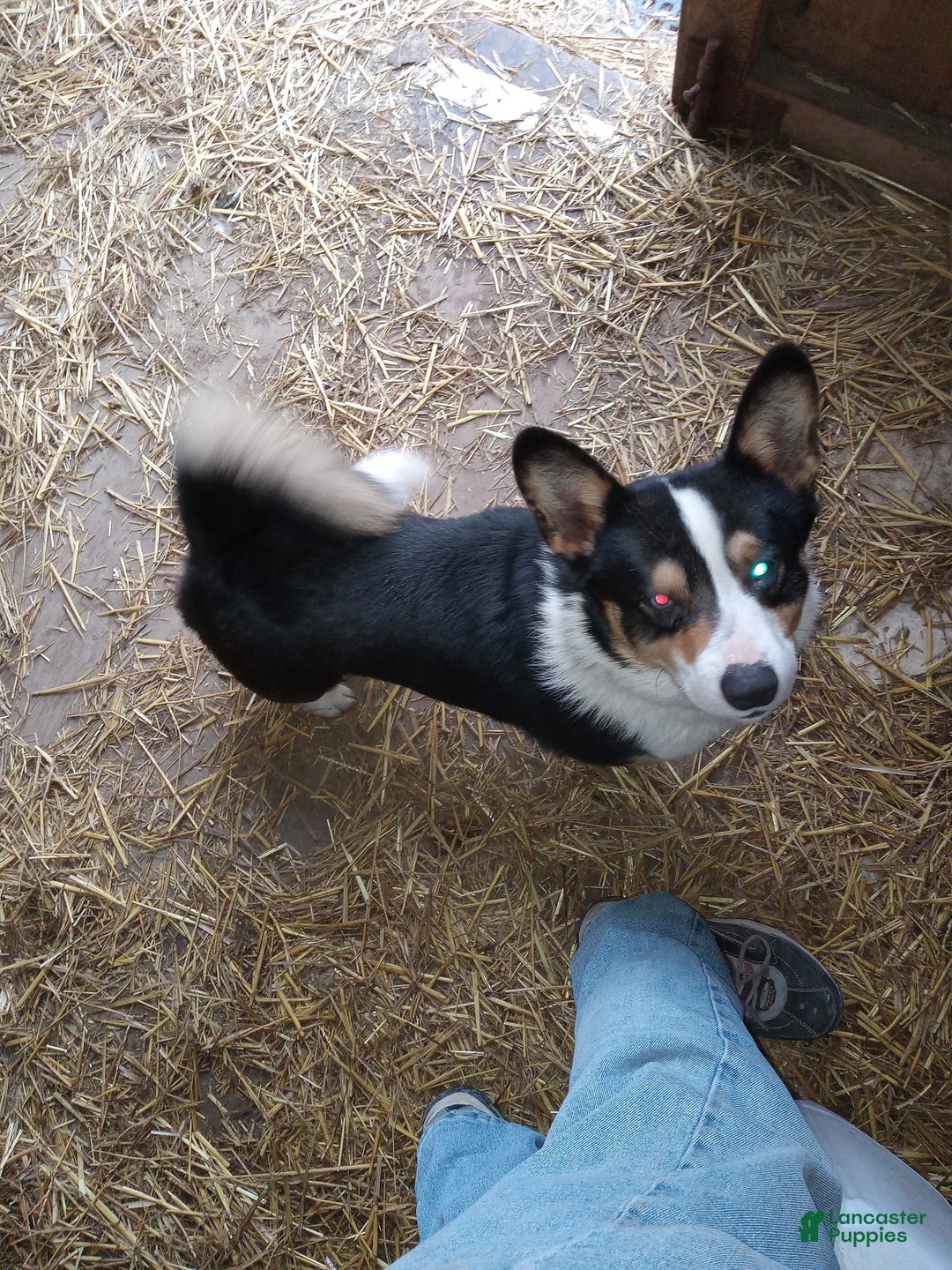 Welsh Corgi Pembroke dogs for sale: Female 1 - Image 3
