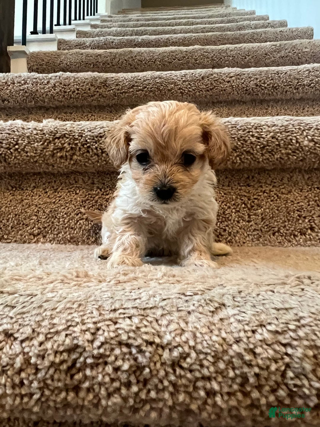 Maltipoo dogs for sale: Luna - Image 6