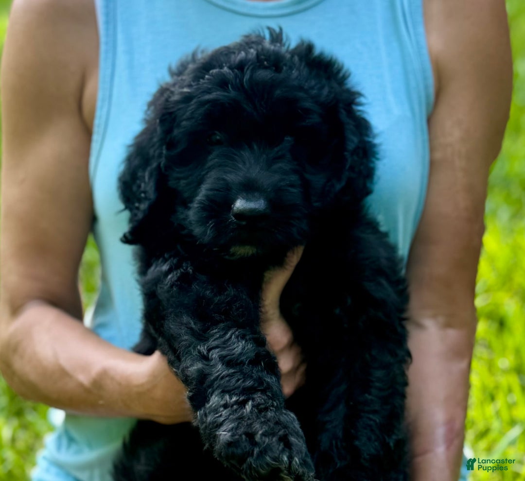 Goldendoodle dogs for sale: Brooklyn - Image 10