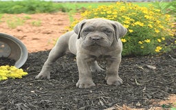 Cane Corso dogs for sale: Ivy - Image 1