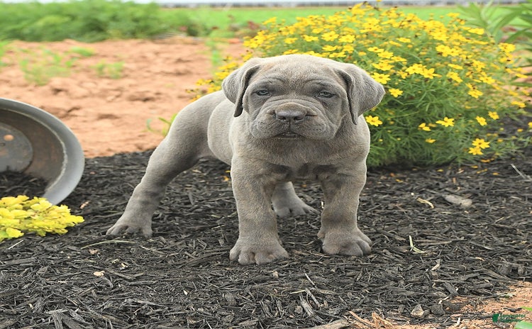 Cane Corso dogs for sale - Ad 2