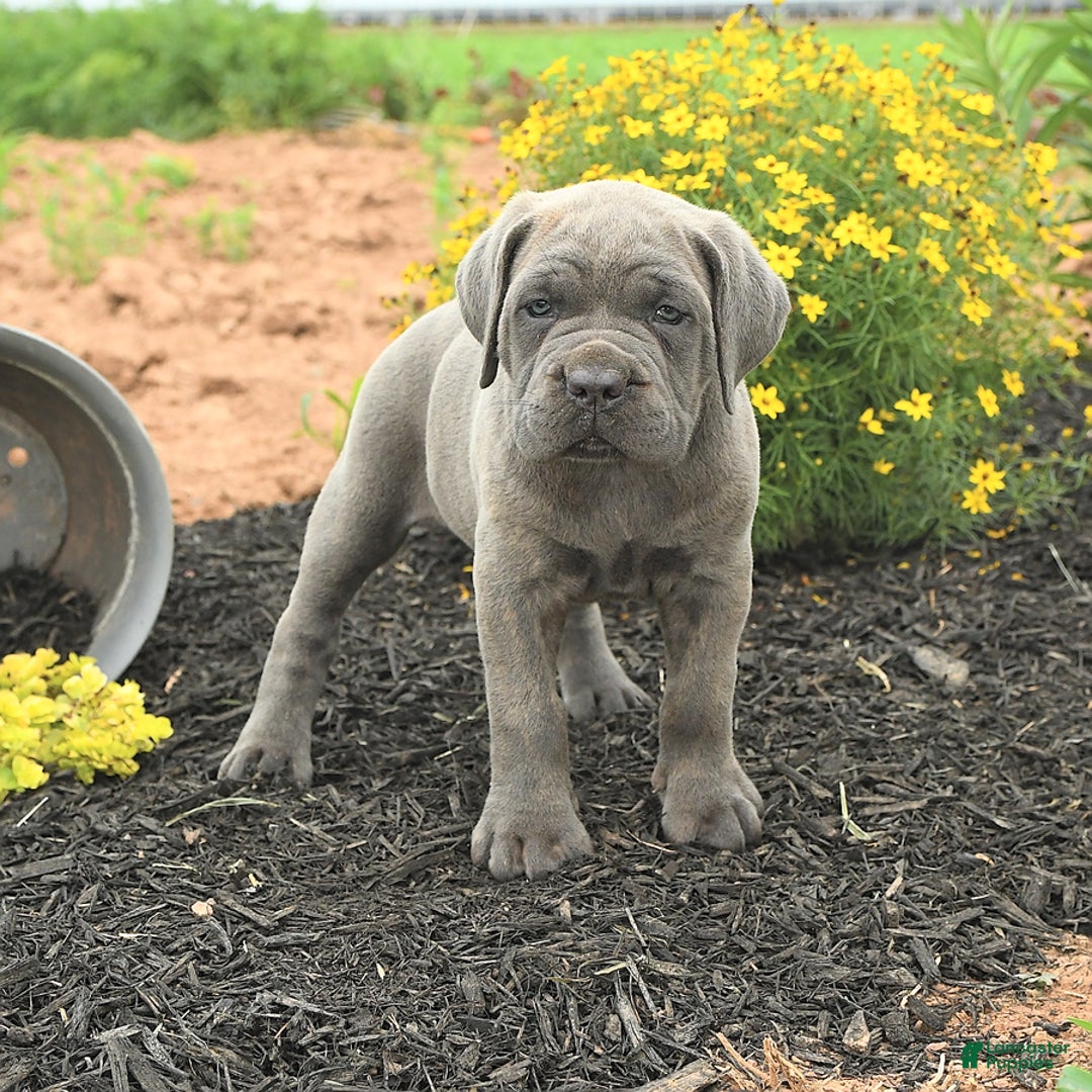 Cane Corso dogs for sale: Ivy - Image 1