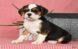 Beabull dogs for sale: Winnie - Image 8