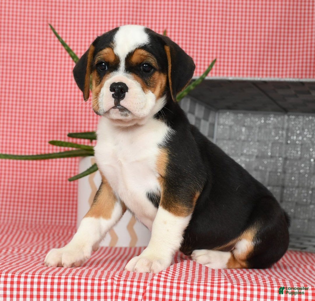 Beabull dogs for sale: Winnie - Image 8