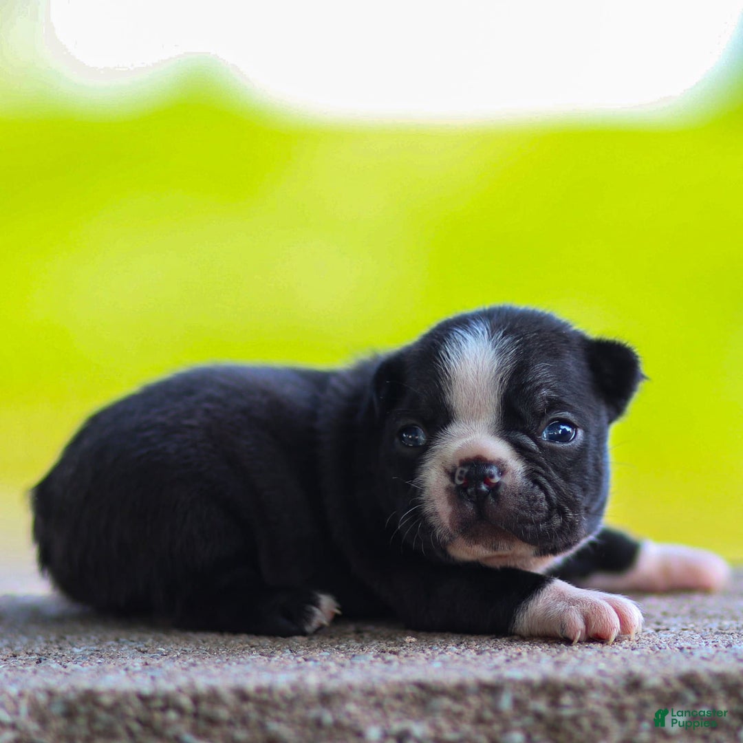 Boston Terrier dogs for sale: Don - Image 5