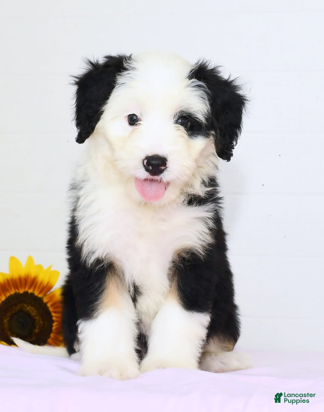 Mini Bernedoodle dogs for sale: Snow White - Image 3