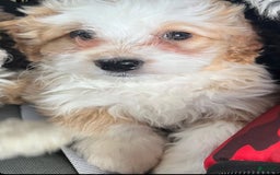 Mini Bernedoodle dogs for sale: Luna - Image 8