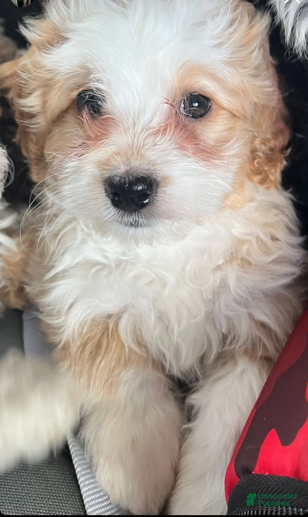Mini Bernedoodle dogs for sale: Luna - Image 8