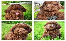 Havapoo dogs for sale: Wiggles - Image 13