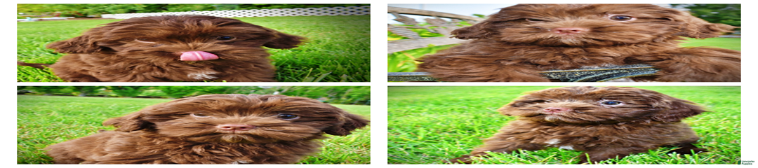 Wiggles