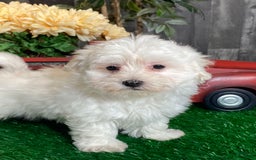 Coton De Tulear dogs for sale: Aaron - Image 4