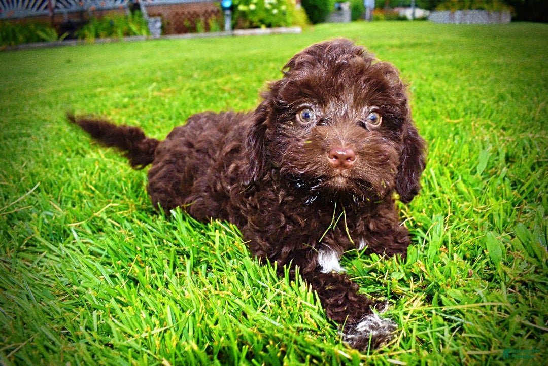 Havapoo dogs for sale: Boomer - Image 7