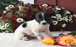 Border Collie dogs for sale: Tina - Image 3
