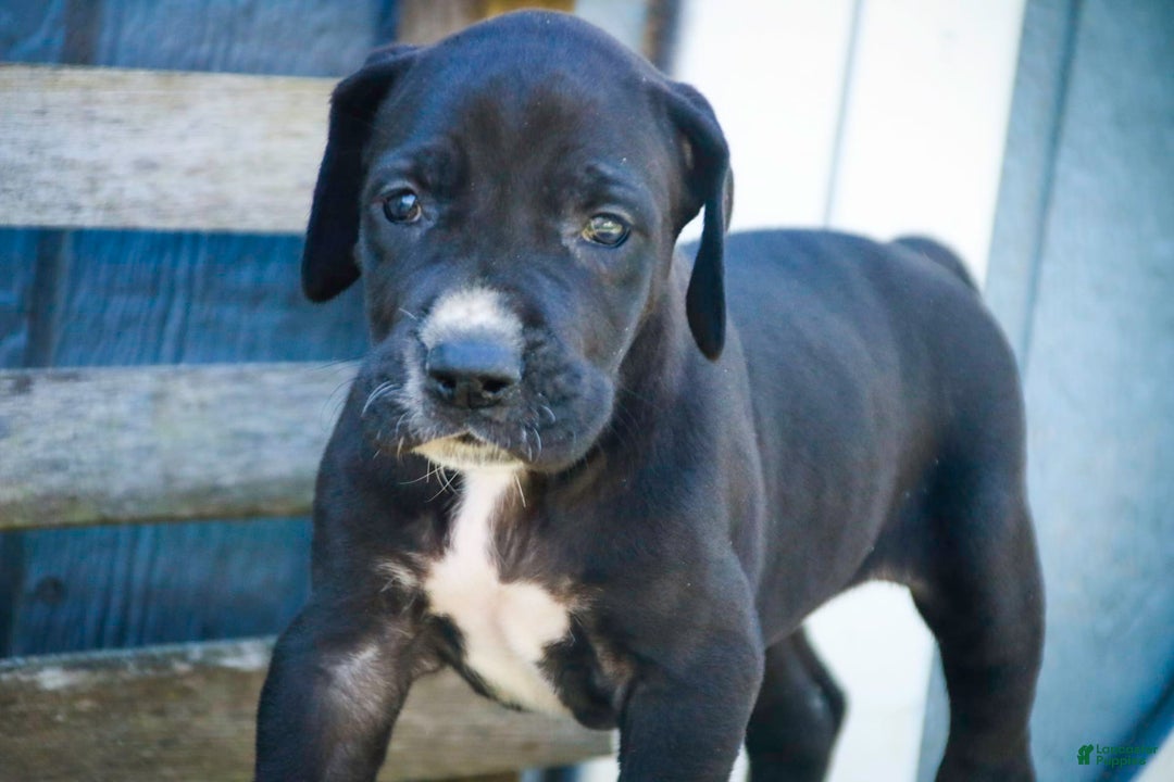Great Dane dogs for sale: Athena - Image 1