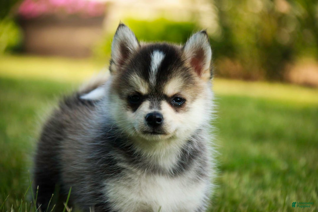 Pomsky dogs for sale: Fira - Image 14