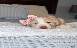 Labradoodle dogs for sale: Honey - Image 2