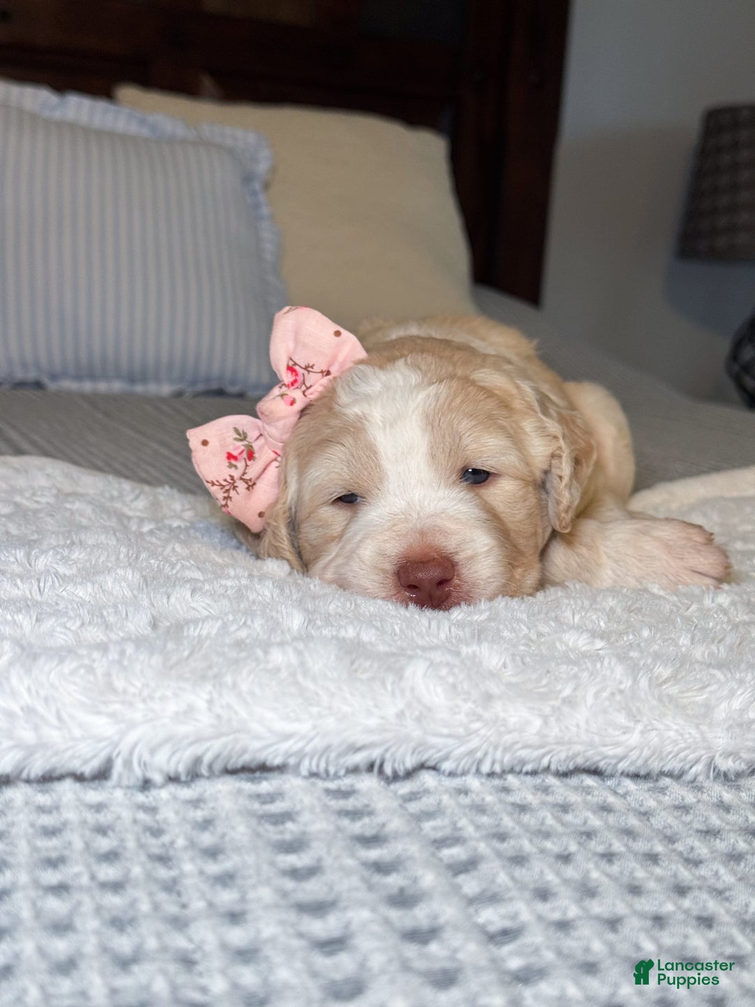 Labradoodle dogs for sale: Honey - Image 2