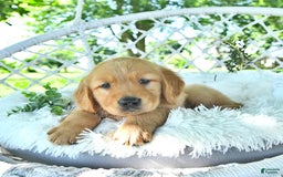 Golden Retriever dogs for sale: Anson - Image 10