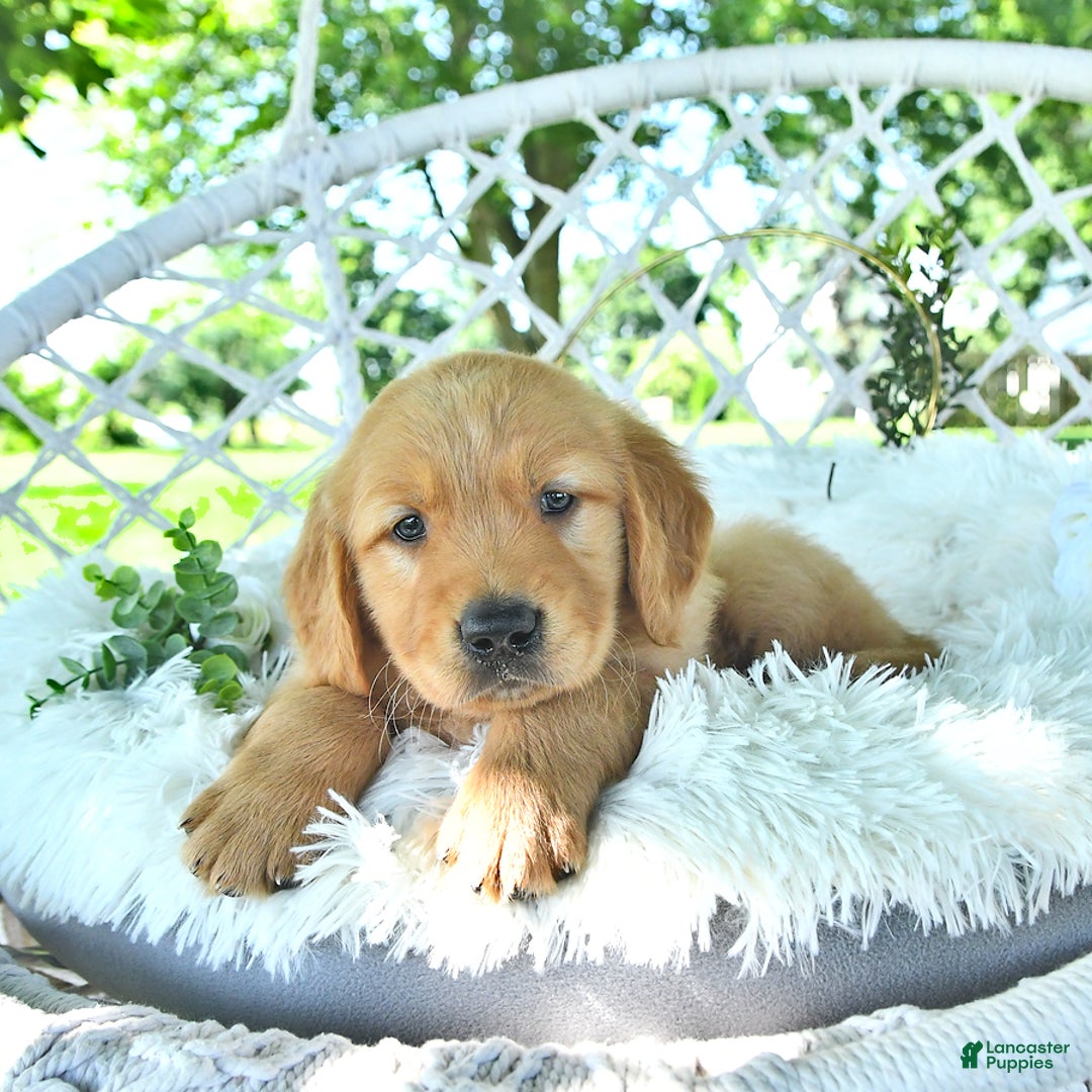 Golden Retriever dogs for sale: Anson - Image 10