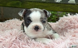 Frenchton dogs for sale: Jaida - Image 13