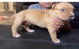American Bully dogs for sale: Rubbel - Image 7