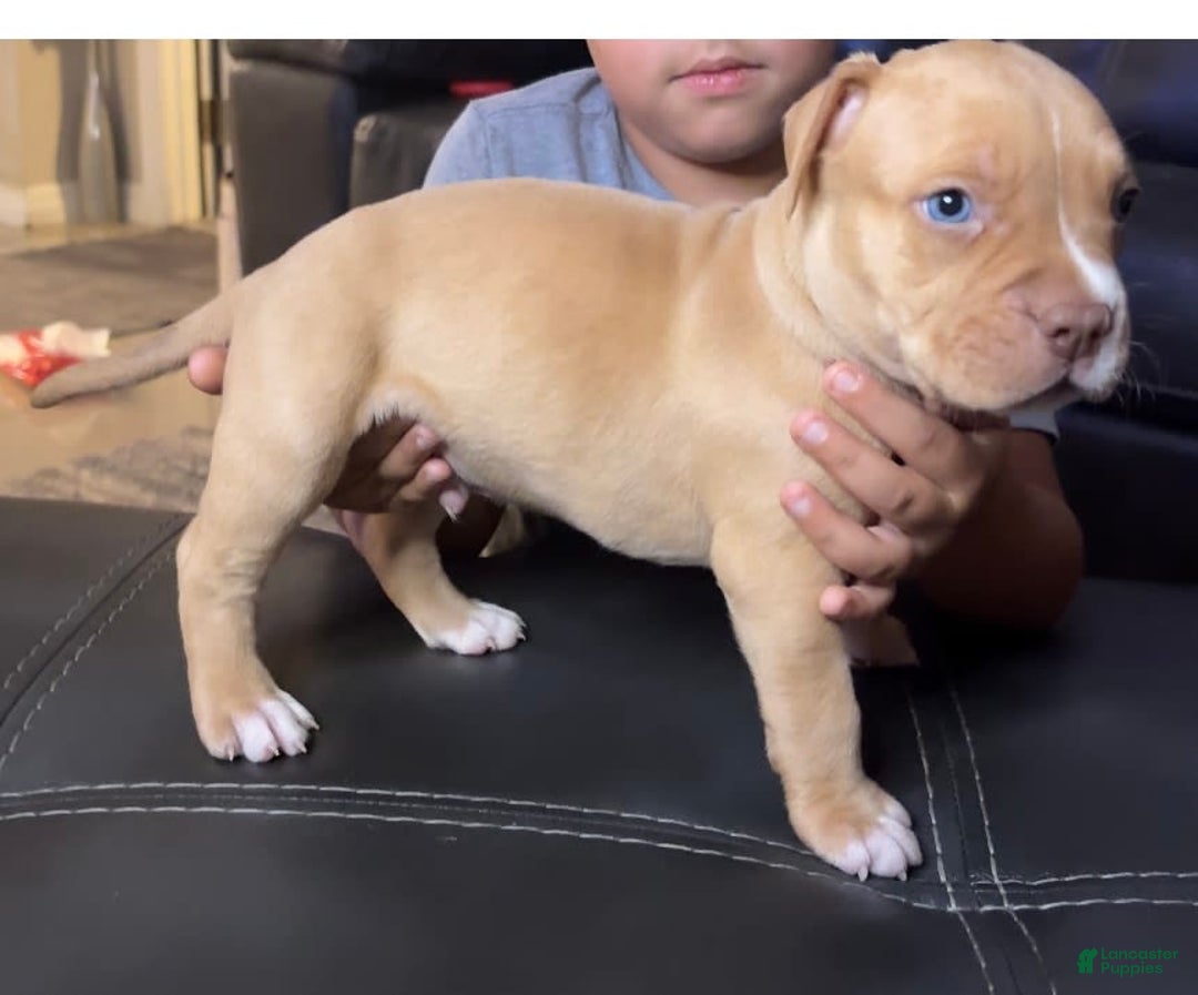 American Bully dogs for sale: Rubbel - Image 7